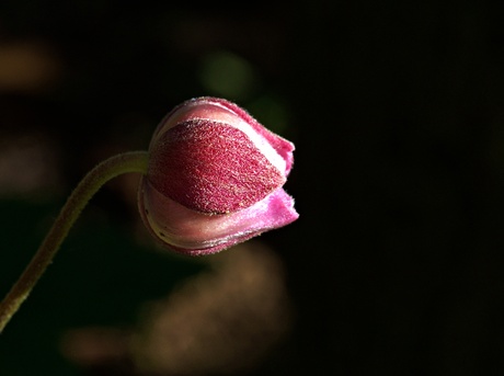 japanse anemoon bloemknop