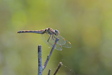 Bruinrode heidelibel