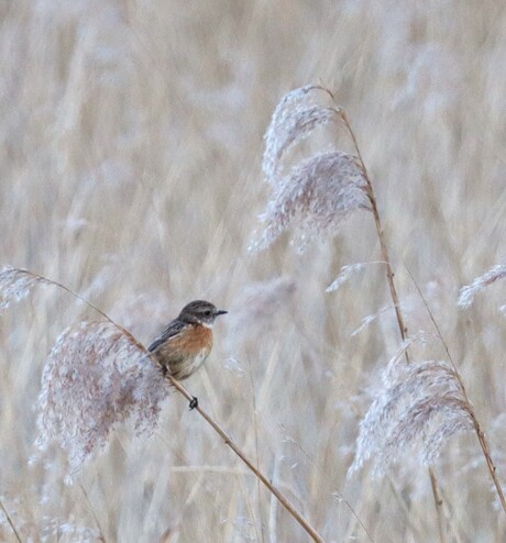 Roodborsttapuit in het riet