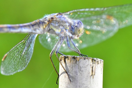 Hidding behind the wings