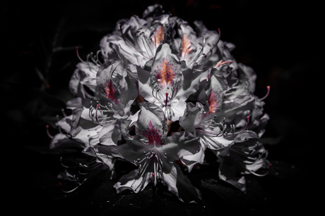 Rhodondendron