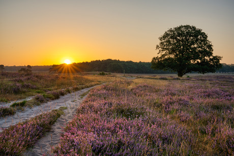 Ochtendje heide