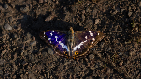 Grote weerschijnvlinder