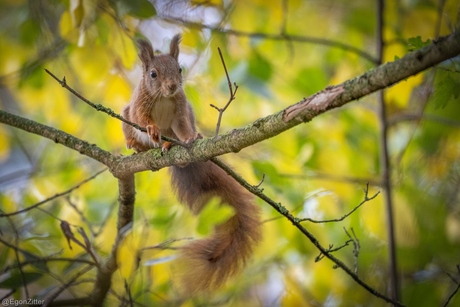 eekhoorn oude leemput