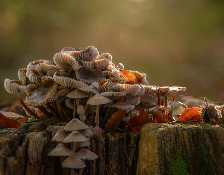 Paddenstoelen en spinnenwebben