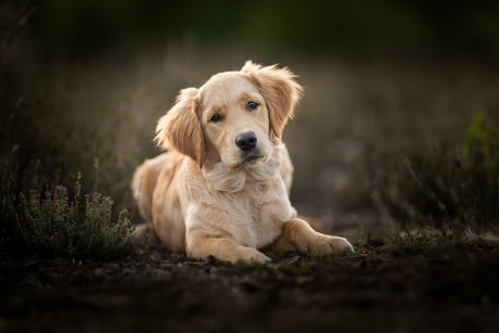 Lieve golden retriever pup