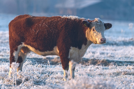 Hereford koe 