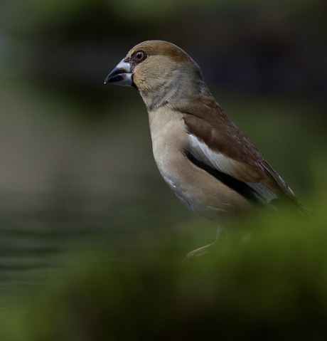 Appelvink