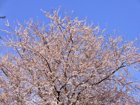 lente