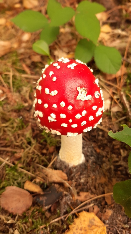 ik ben er dit jaar ook weer bij