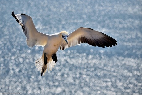 Sparkling Gannet