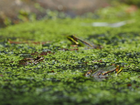 Groene kikker