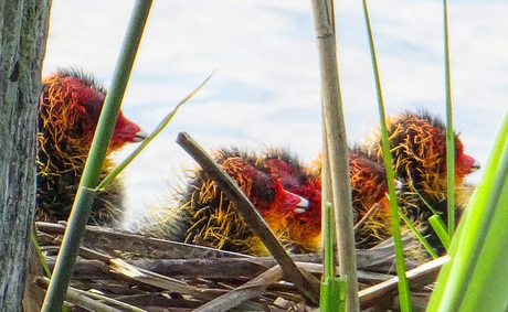 Verstopt op een nest