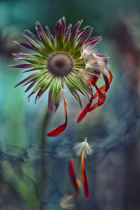 uitgebloeide gerbera