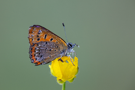 Blauwe Vuurvlinder