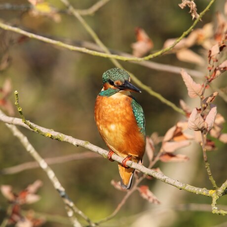 Ijsvogel tussen de dorre bladeren