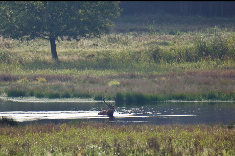 Zwemmend hert