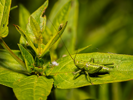 Grote groene sabelsprinkhaan en cicade