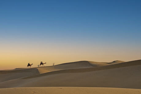 Kamelen aan de horizon