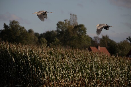 Blauwe reigers