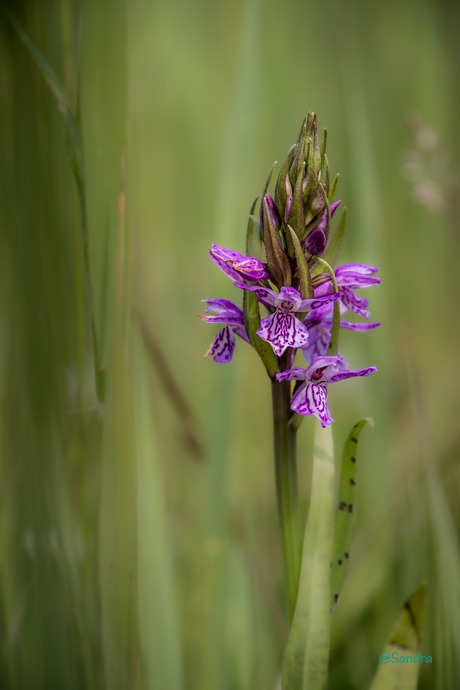 Gevlekte rietorchis