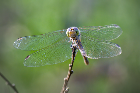 Libelle