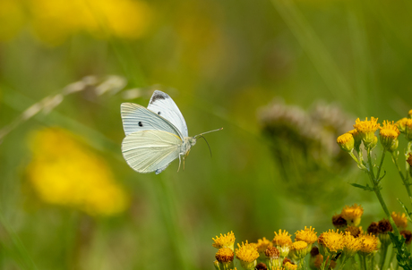 Vliegende Koolwitje 