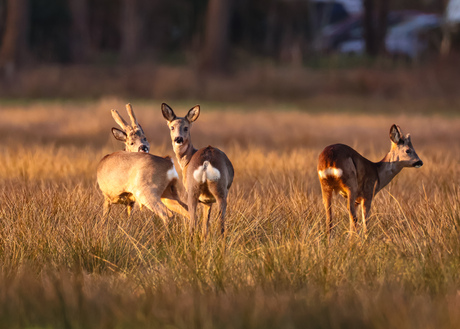 Zo mooi in licht ree 