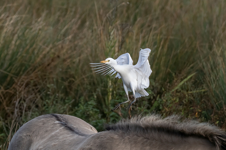 Koereiger 