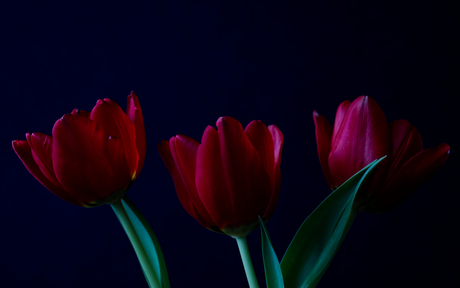 Tulpen Trio