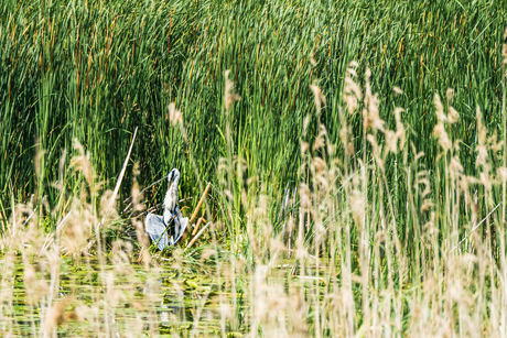 reiger