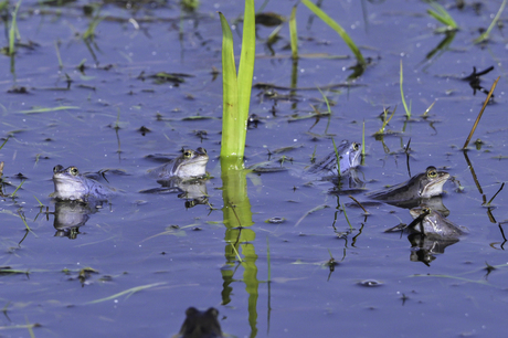 Baltsende Heikikkers