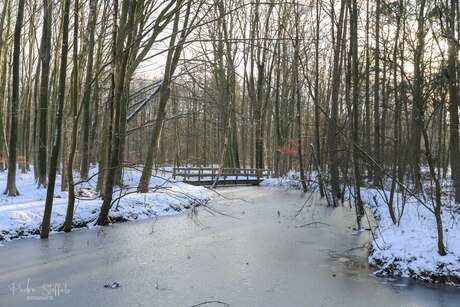 Winters Waterloopbos