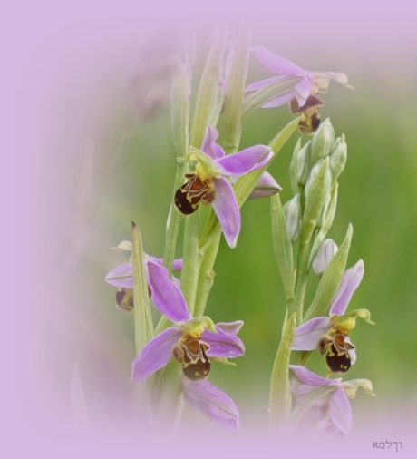 Bijen orchis......