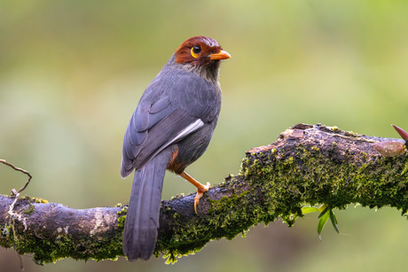 Kastanjekaplijstergaai