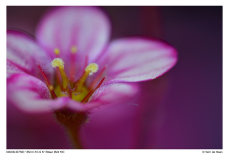 Saxifraga