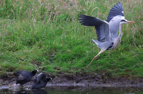 Reiger maakt zich uit de poten - 2