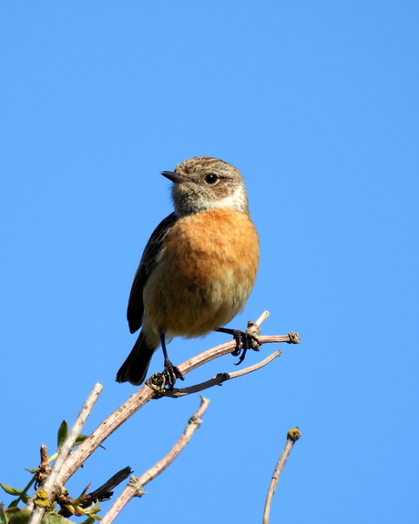Kijk deze dame eens!