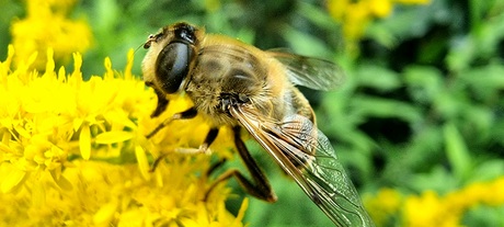 Macrofotografie 