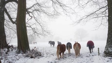 De paarden laten zich niet van de wijs brengen door de sneuuw