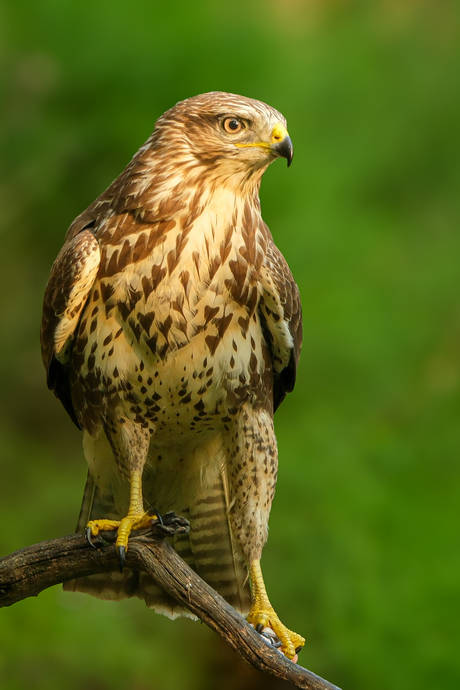 Buizerd 