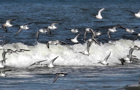 Stand lopers op de vlucht