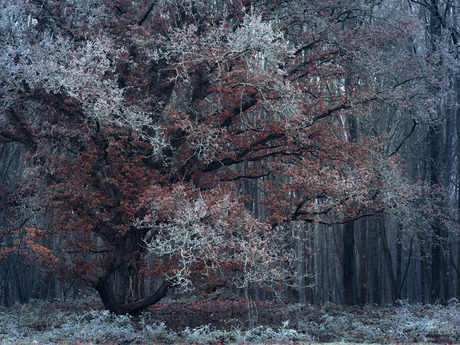 Winter meets autumn