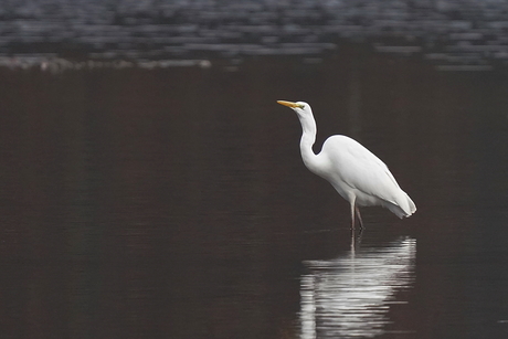 Grote zilverreiger op jacht