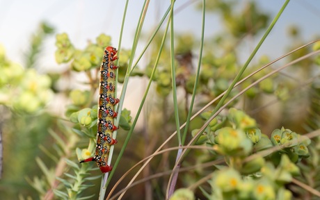 Wolfsmelkpijlstaart in de avonduren