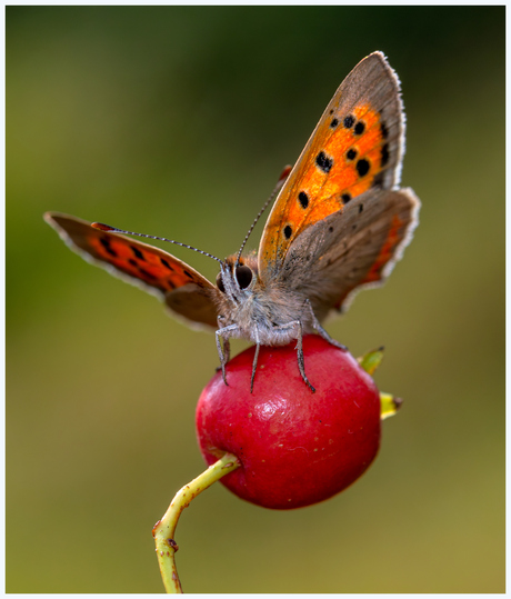 Kleine vuurvlinder.