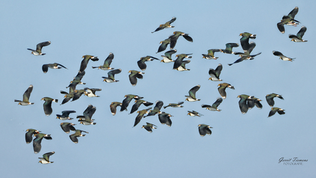 De Kieviten in vlucht
