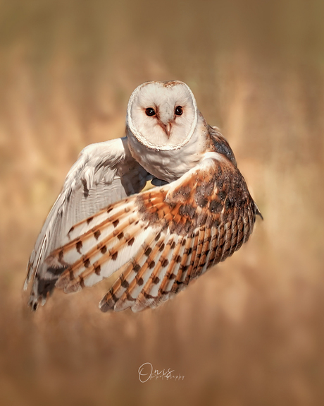 Barn Owl  - Kerkuil 