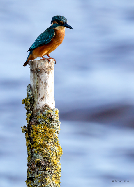 Ijsvogel