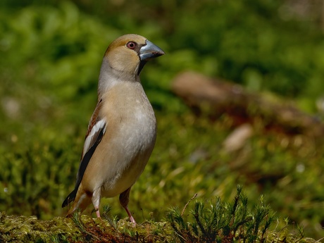 Appelvink 